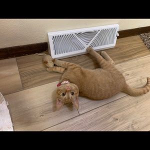 Meet your Posher, Shauna